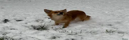 Chihuahua dogs for sale: 2 long haired adult chihuahua girls in Hebburn - Advert 5