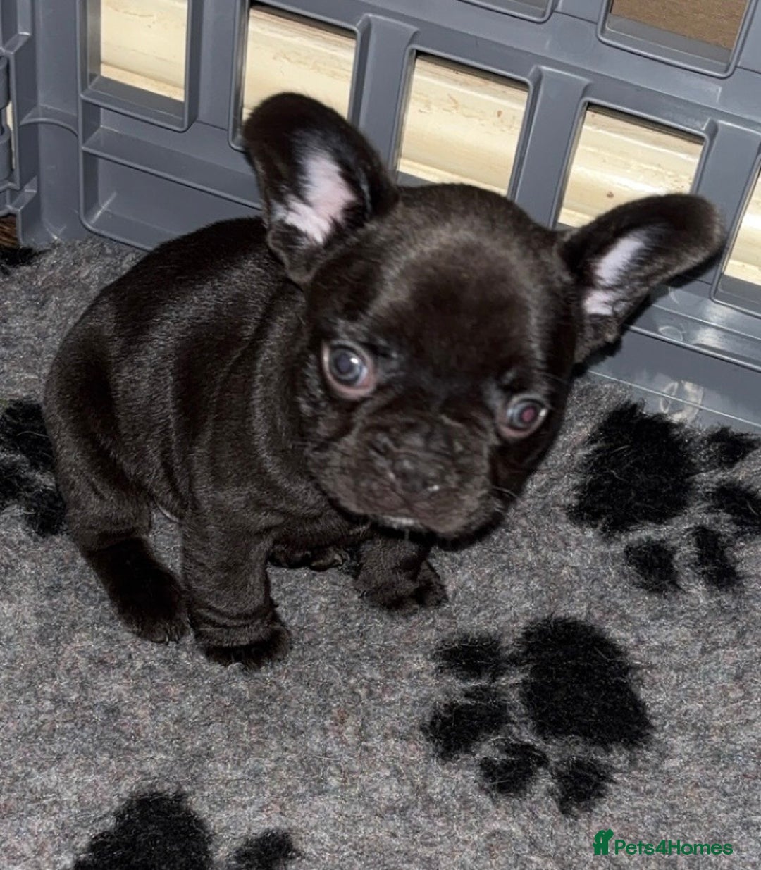 French Bulldog dogs for sale: French bulldog puppies fluffy carriers  - Image 3