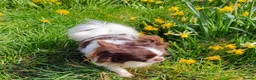 Chihuahua dogs for sale: Full pedigree long coat chihuahua lilac/chocolate - Advert 3