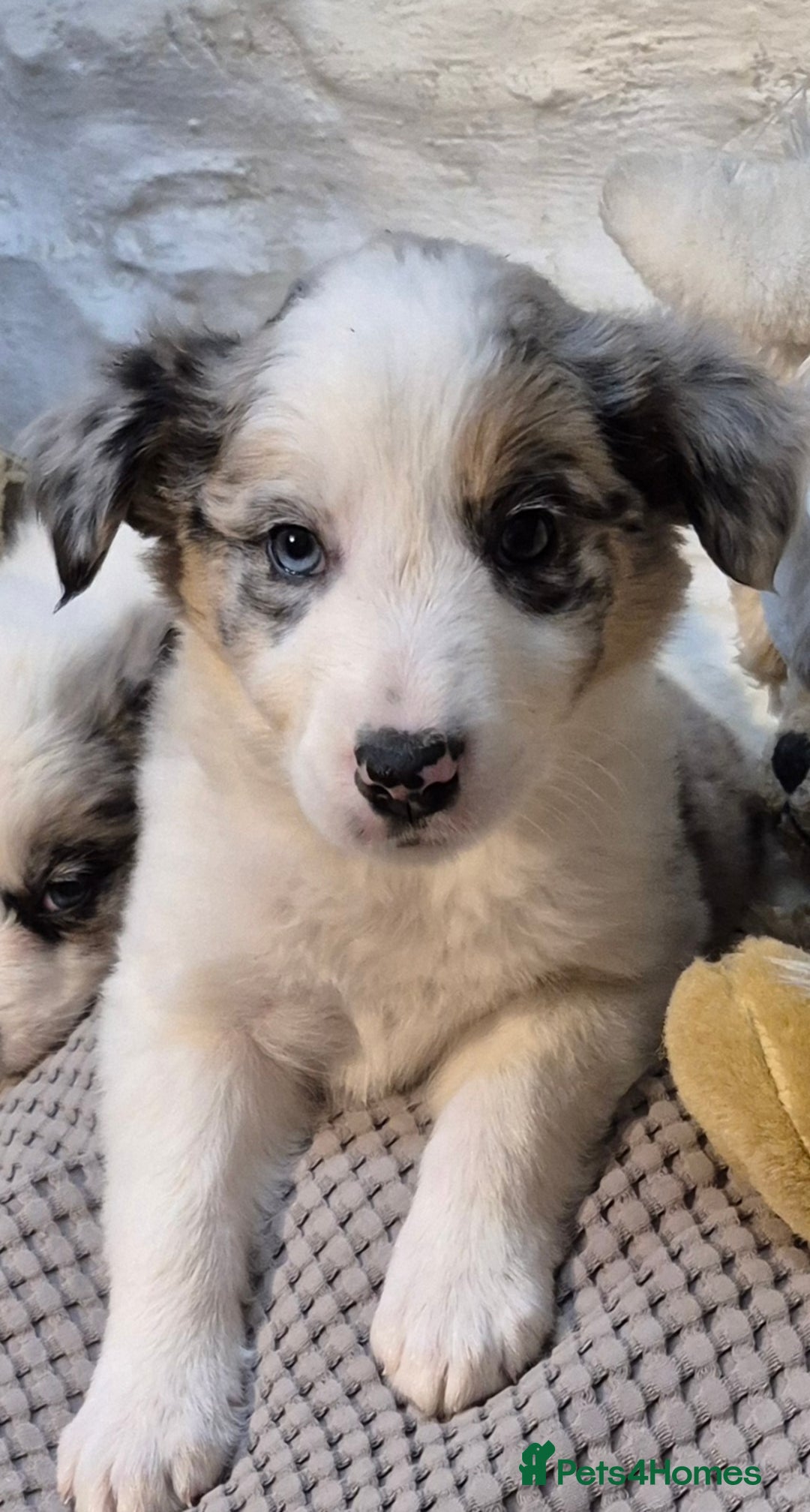 Border Collie dogs for sale: Blue Merles puppies  - Advert 3