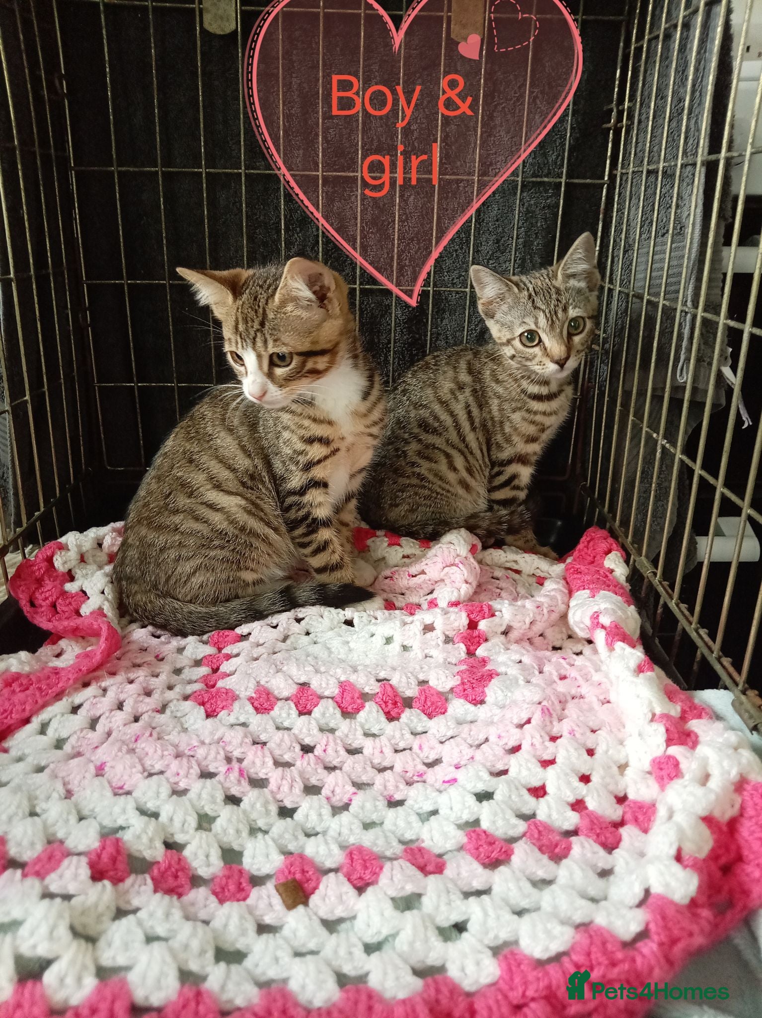 Bengal cats Bengal  x kittens ready now - Advert 8