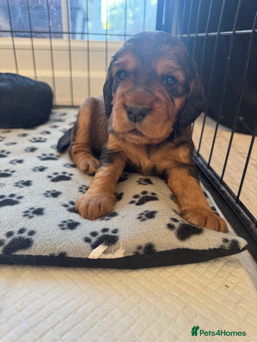 Cocker Spaniel dogs for sale: Working cocker spaniels - Image 7