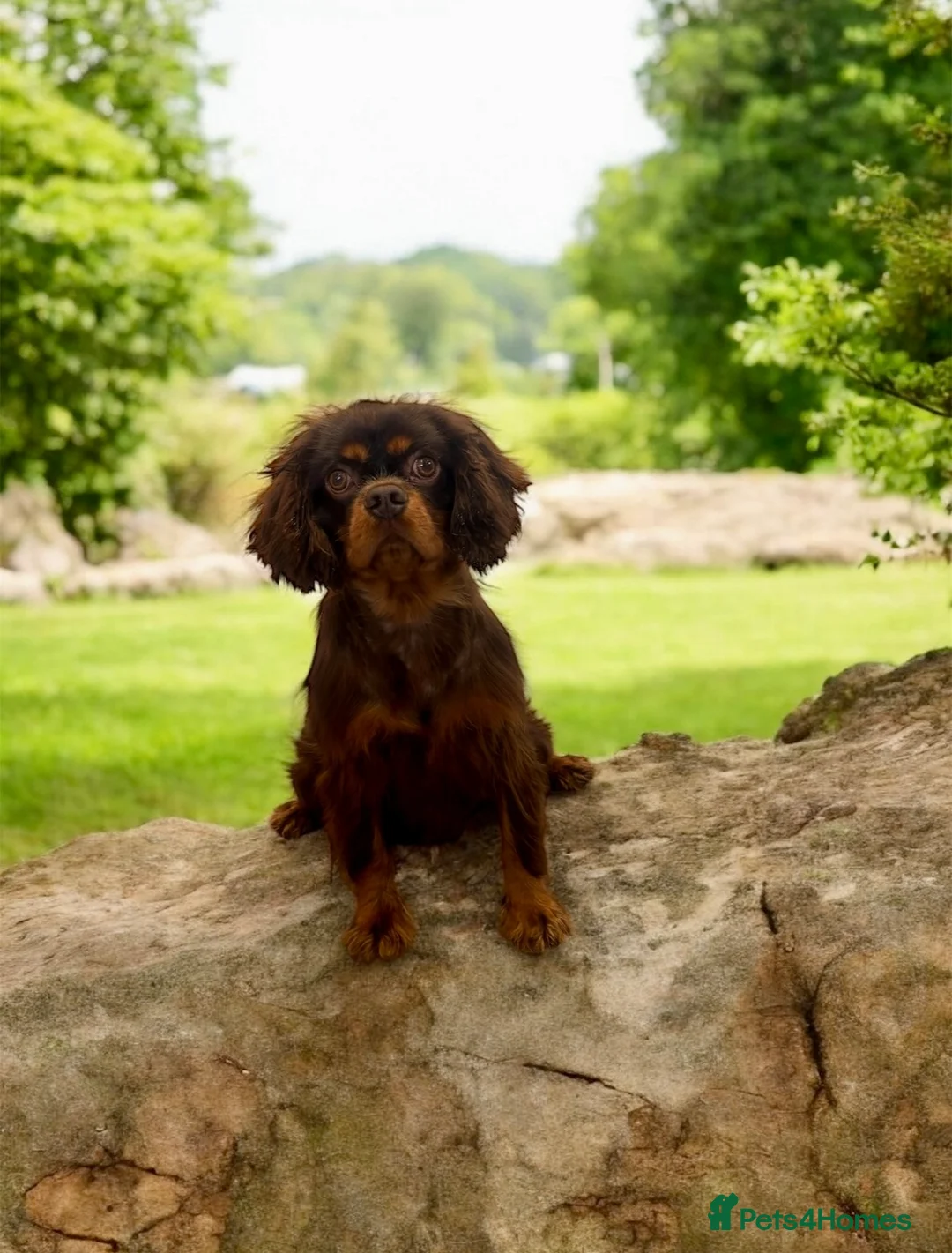 Cavalier King Charles Spaniel dogs for stud:  🍫kC Chocolate Cavalier King Charles 🍫  - Advert 10