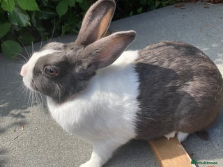 Dutch rabbits - Advert 18