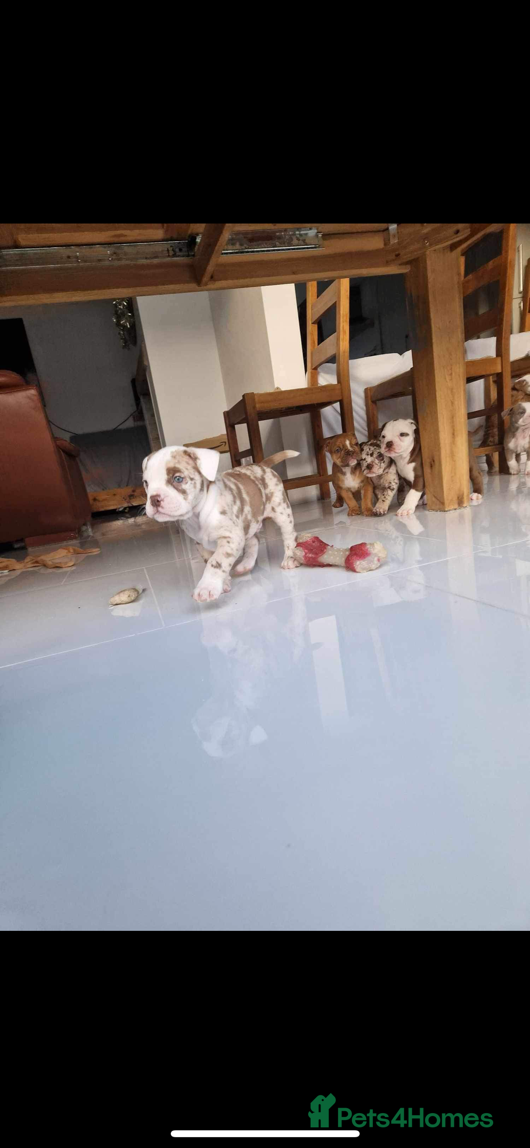 Olde English Bulldogge dogs for stud: OEB 🐶⭐️DEL~BOY ⭐️🐶 First time Stud  - Image 11