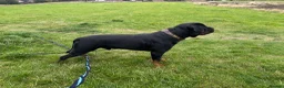 Rottweiler dogs for stud: Stunning KC reg boy now at public stud - Advert 9