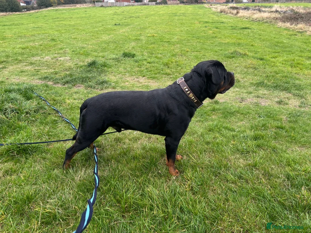 Rottweiler dogs for stud: Stunning KC reg boy now at public stud - Advert 9