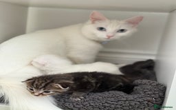 Turkish Angora cats for sale: 4 Beautiful Turkish Angora Mix Kittens - Image 12