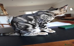 Savannah cats for sale: Full Pedigree TICA Reg Marbled Savannah Boy Kitten - Image 4