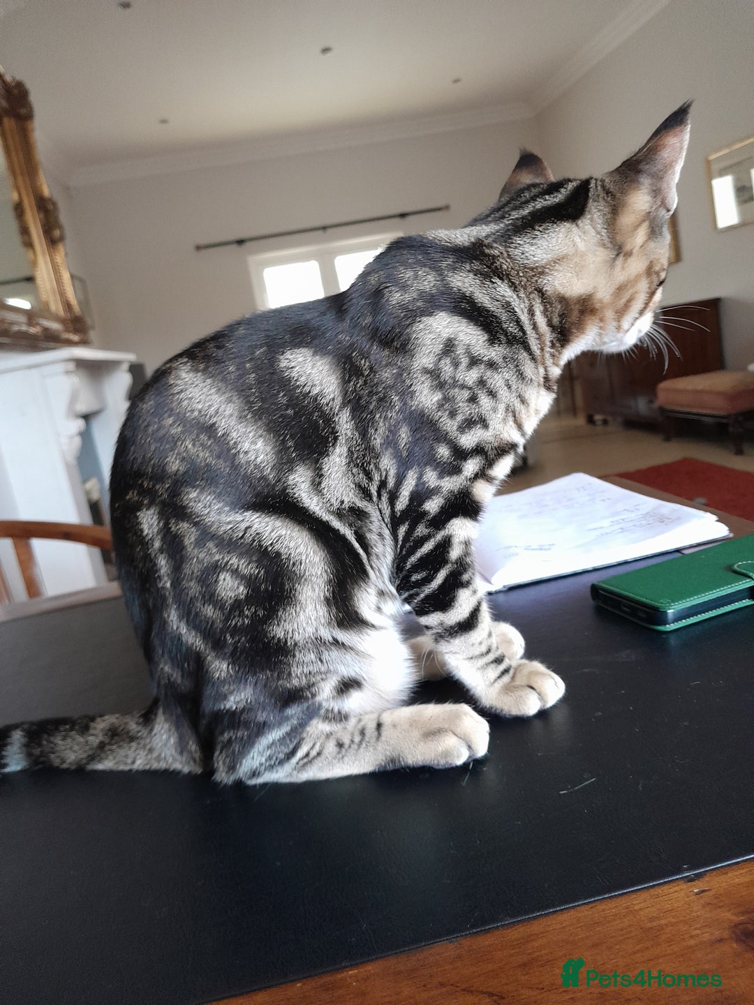 Savannah cats for sale: Full Pedigree TICA Reg Marbled Savannah Boy Kitten - Image 4
