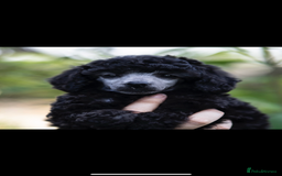 Miniature Poodle dogs for sale: Last one Silver mini poodles  - Advert 1