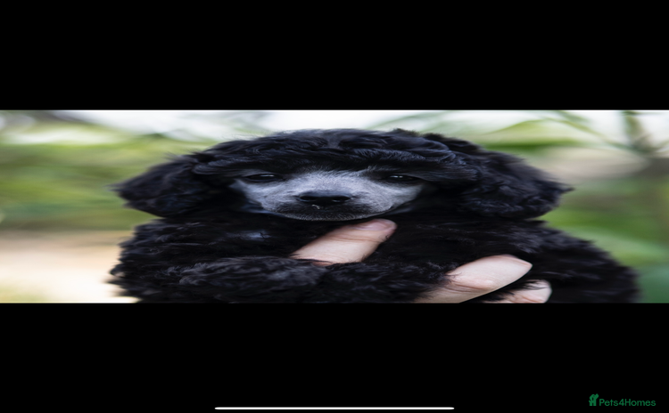 Miniature Poodle dogs Last one Silver mini poodles  - Advert 3