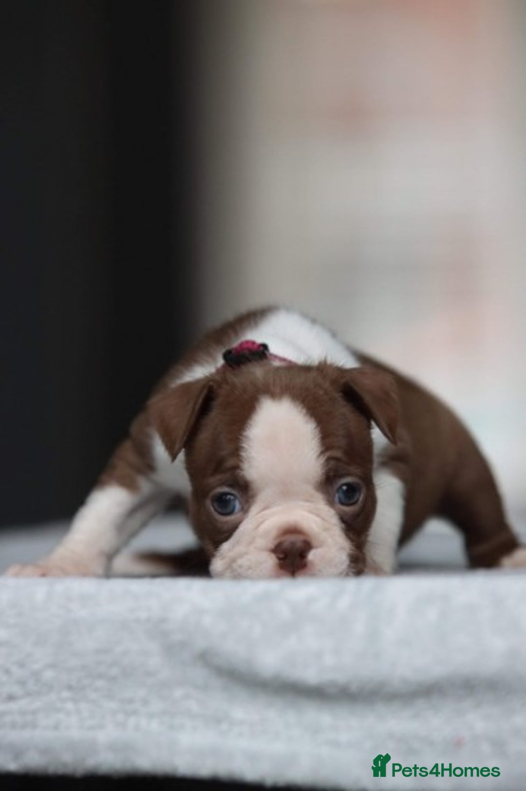 Boston Terrier dogs for stud: KING OF THE MIDLANDS LILAC BOSTON STUD HC CLEAR in West Bromwich - Image 4