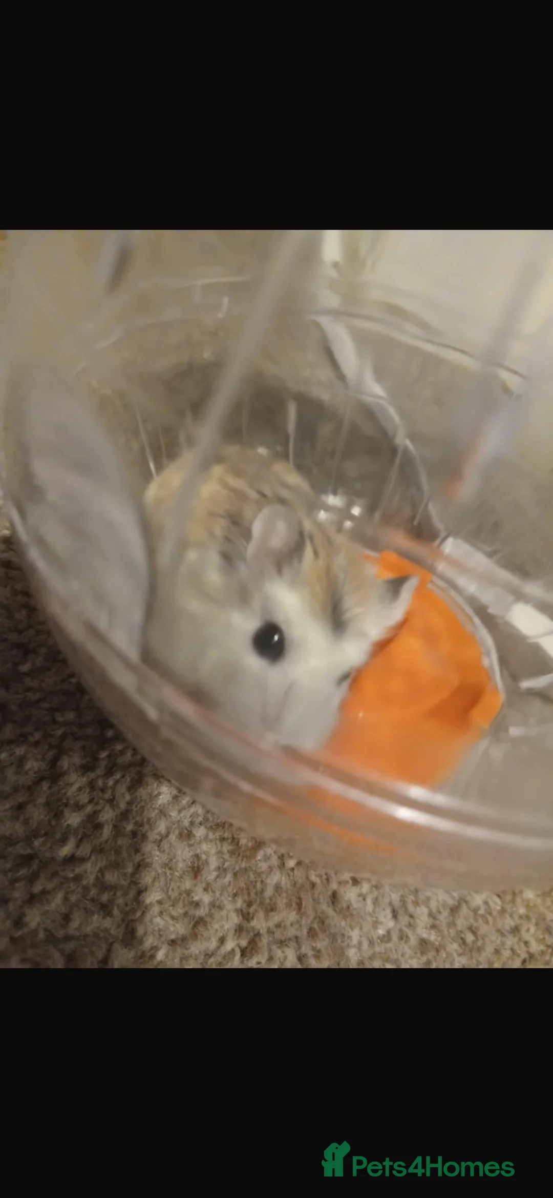 Hamster rodents for sale: Hamsters x2 in Kettering - Advert 2