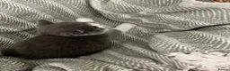 British Shorthair cats for sale: British short hair kittens  - Advert 9