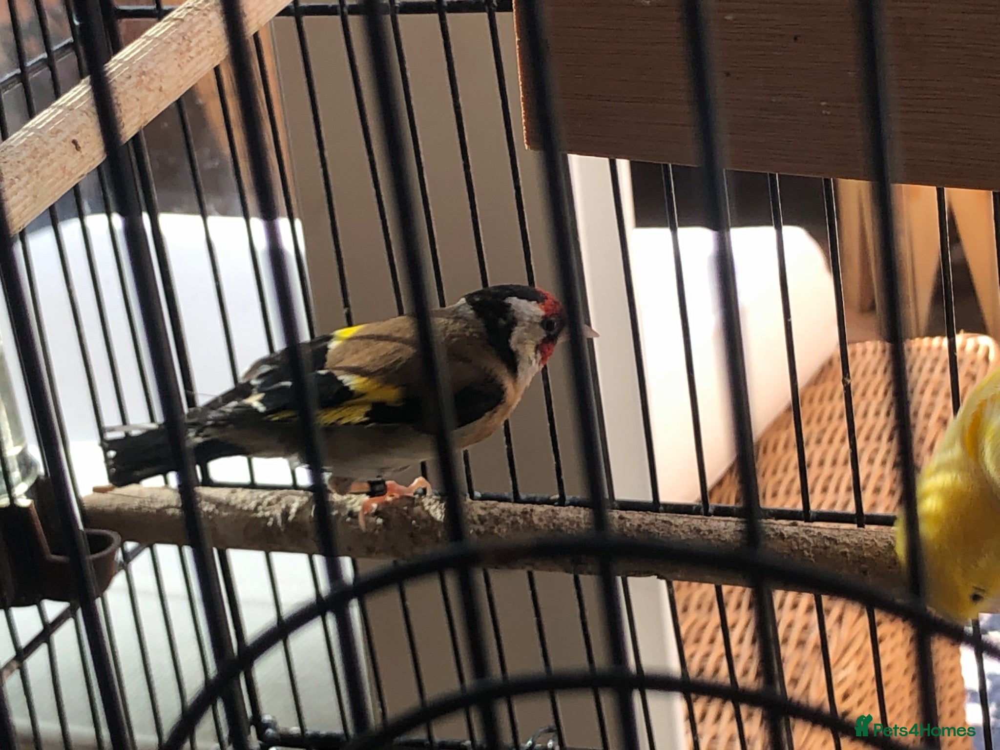 Finches birds Female gold finch  - Advert 12