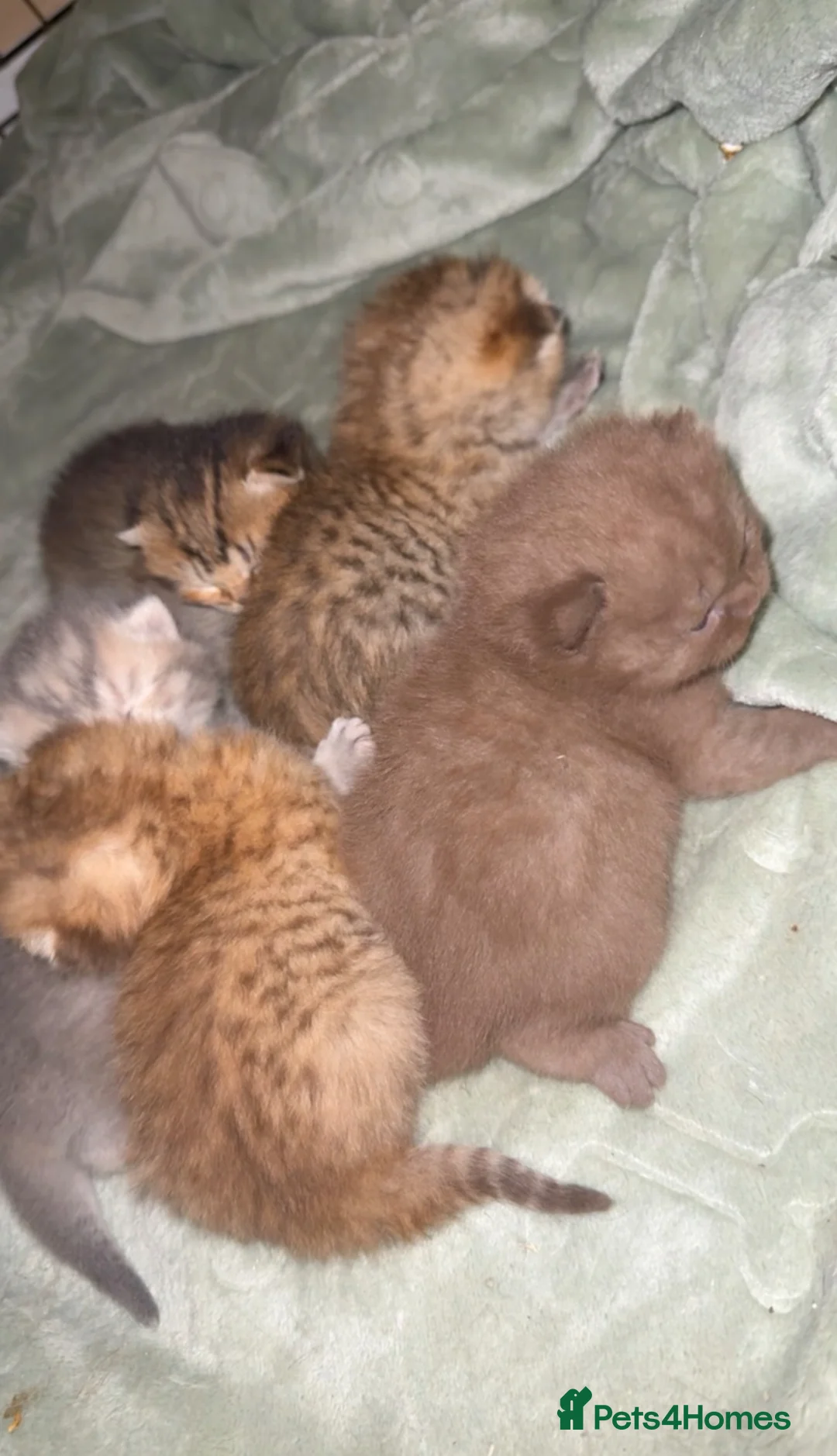 Scottish Fold cats for sale: Stunning Scottish fold/Scottish straight kittens🥰 - Advert 1