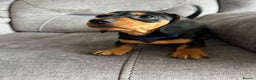 Miniature Dachshund dogs for sale: Cute Miniature Dachshund Puppies - Advert 3