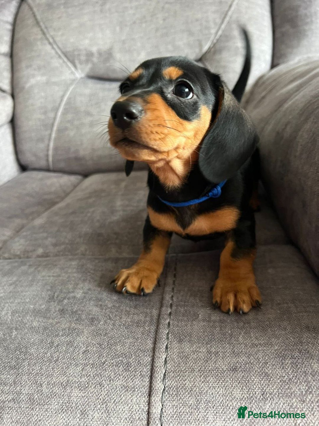 Miniature Dachshund dogs for sale: Cute Miniature Dachshund Puppies - Advert 3