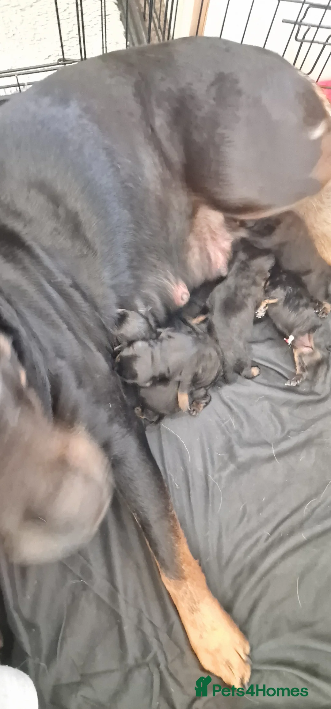 Rottweiler dogs for sale: 3 females  rottweiler puppies  - Advert 1