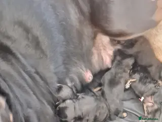 Rottweiler dogs 3 females rottweiler puppies - Advert 3