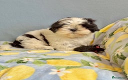 Shih Tzu dogs for sale: Full vaccinated - Gorgeous Shih Tzu male puppy in Somerton - Image 4