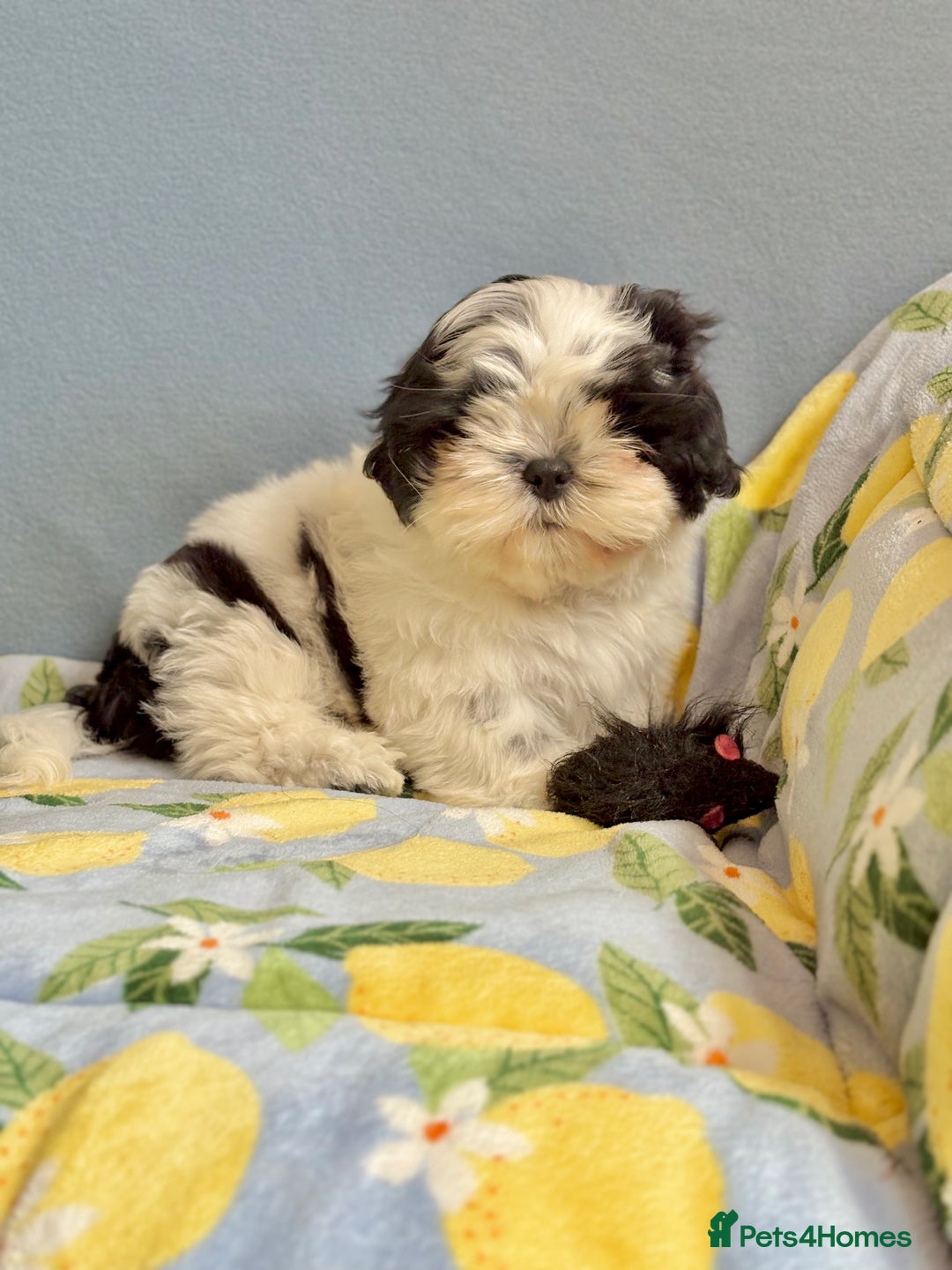 Shih Tzu dogs for sale: Full vaccinated - Gorgeous Shih Tzu male puppy in Somerton - Image 4