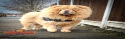Chow Chow dogs for stud: Top Rainbow producer champion choc&blue carrier  in Cheltenham - Advert 5