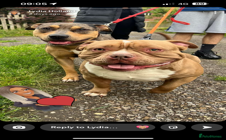 American Bully dogs in Sheffield - Advert 1
