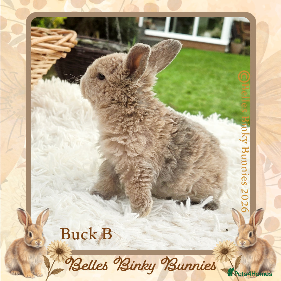 Mini Lop rabbits for sale: 🧡 Rare Stunning Plush Mini Lops 🧡 - Advert 18