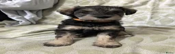 Schnoodle dogs for sale: 4 Beautiful loving, schnoodles - Advert 6
