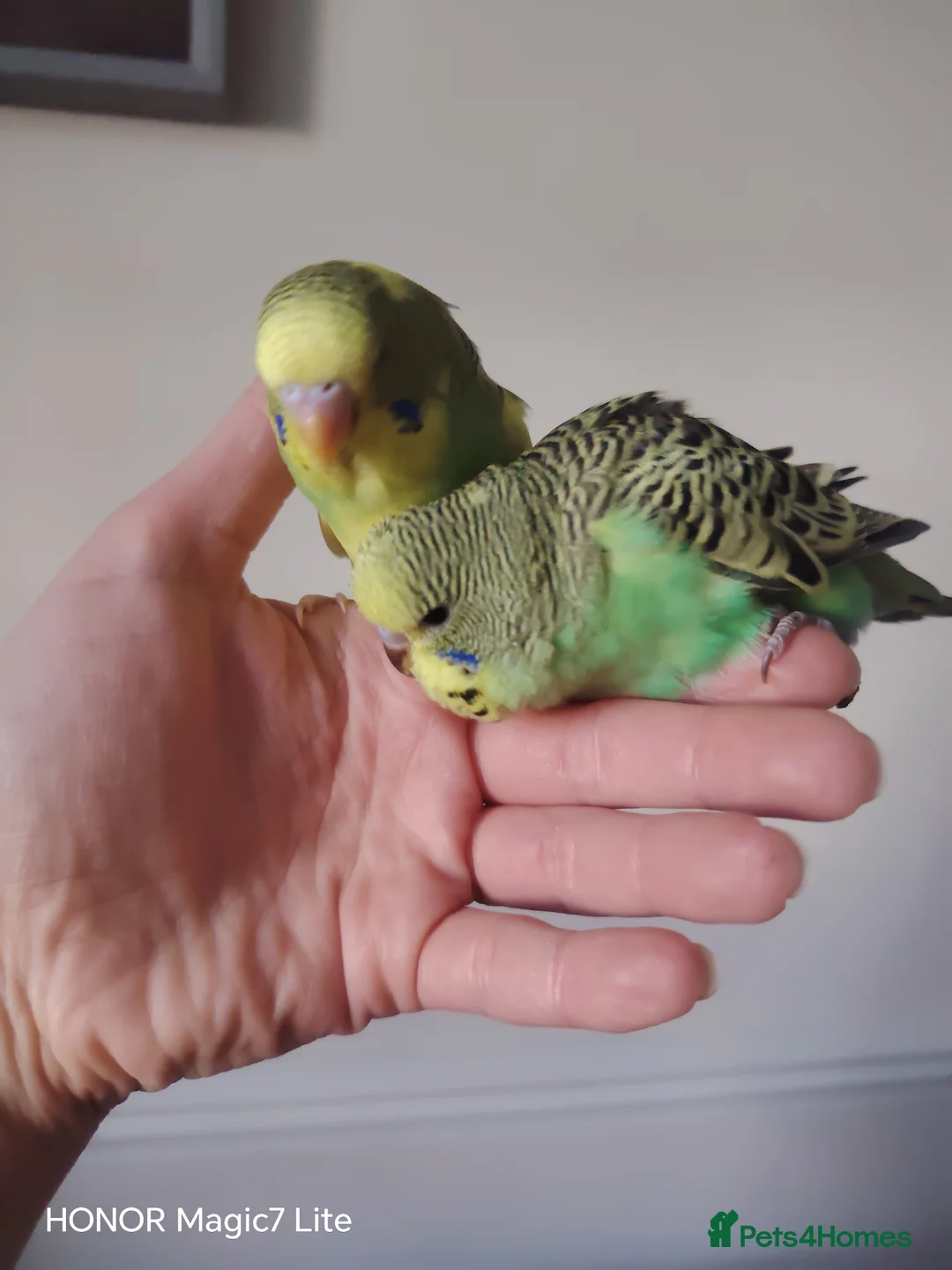 Budgerigars birds for sale: Beautiful Baby Budgies  - Advert 2