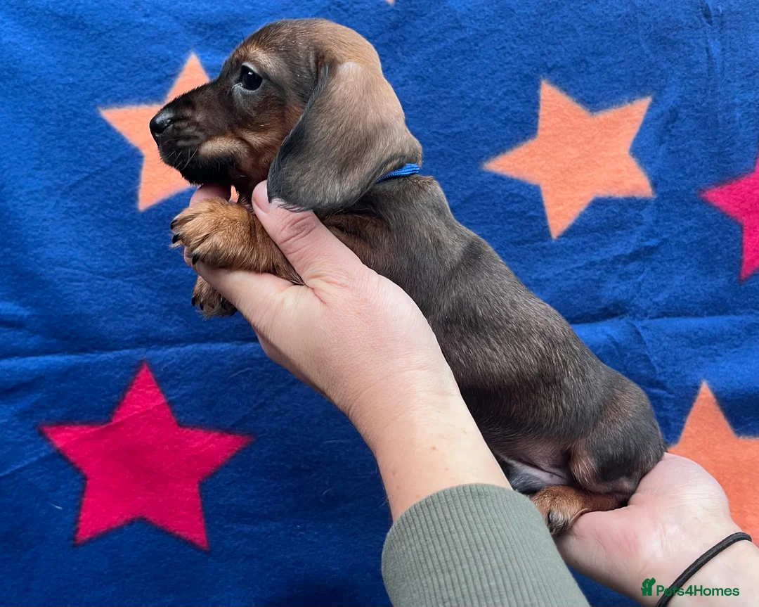 Miniature Dachshund dogs for sale: Health tested KC Miniature Wire Dachshunds - Advert 4