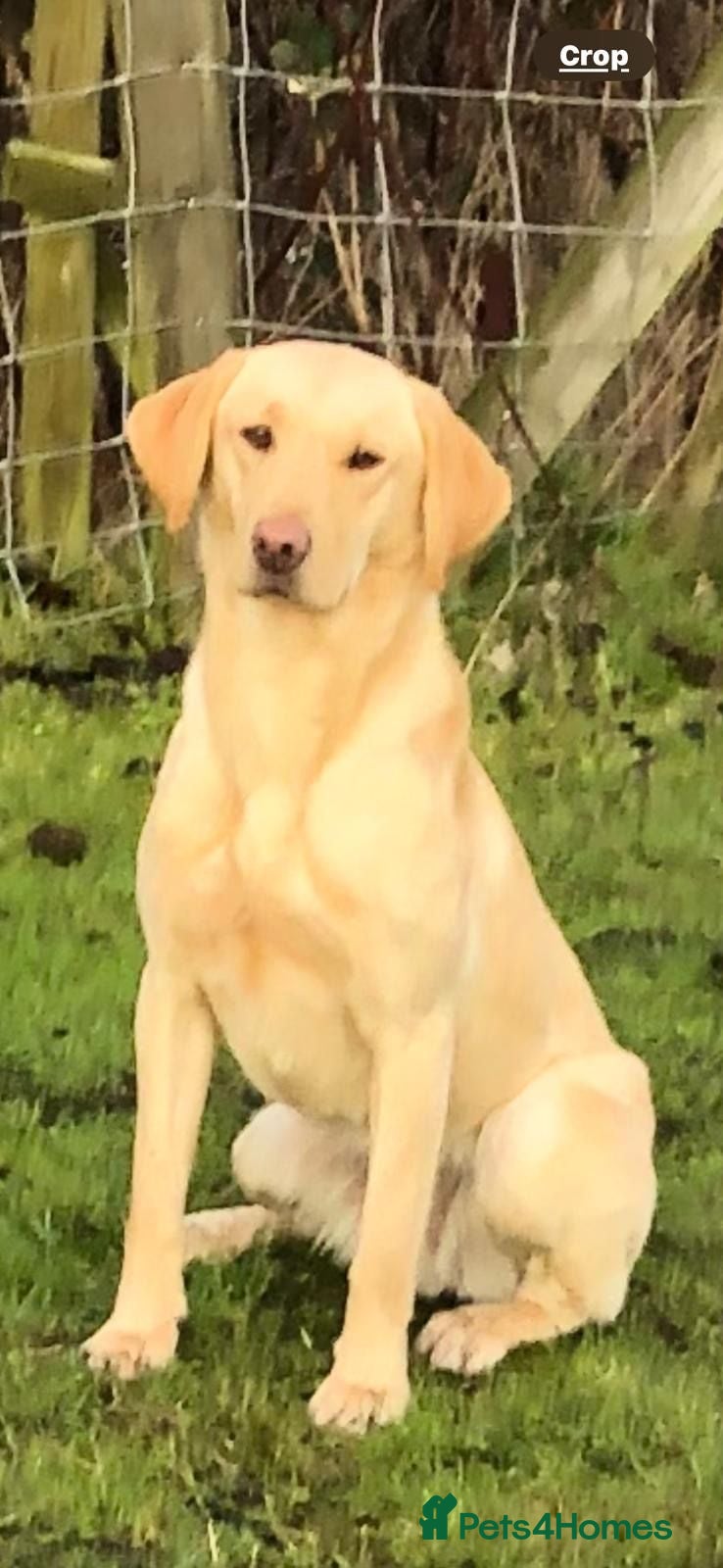 Labrador Retriever dogs Labrador Puppies  KC Reg Stunning  - Advert 1