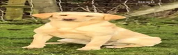 Labrador Retriever dogs for sale: Labrador Puppies  KC Reg Stunning  - Advert 1