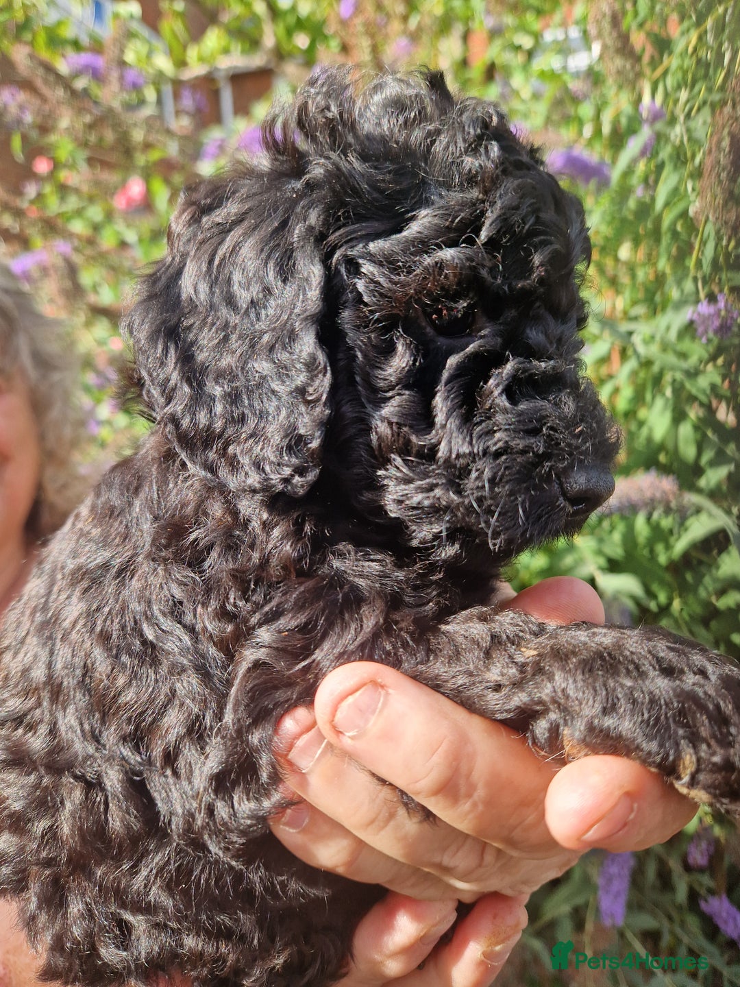 Cockapoo dogs for sale: EXCEPTIONAL HEALTH TESTED SHOW TYPE COCKAPOOS F1B - Image 26