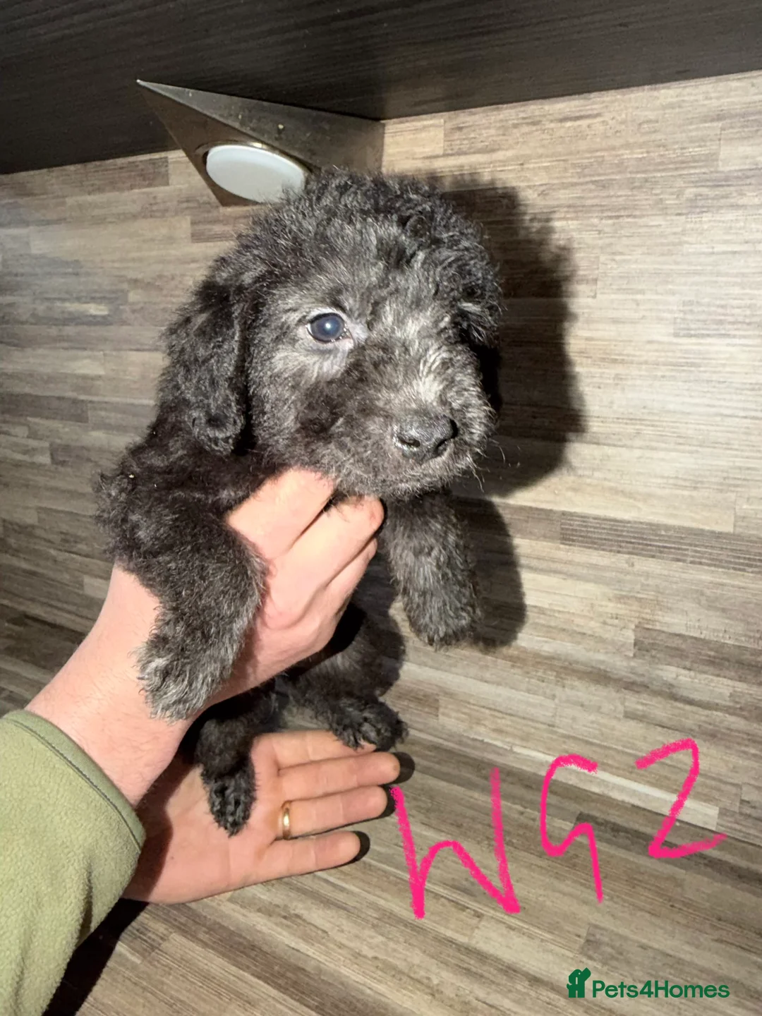 Mixed Breed dogs for sale: Bedlington terrier/collie whippet mix  - Advert 5