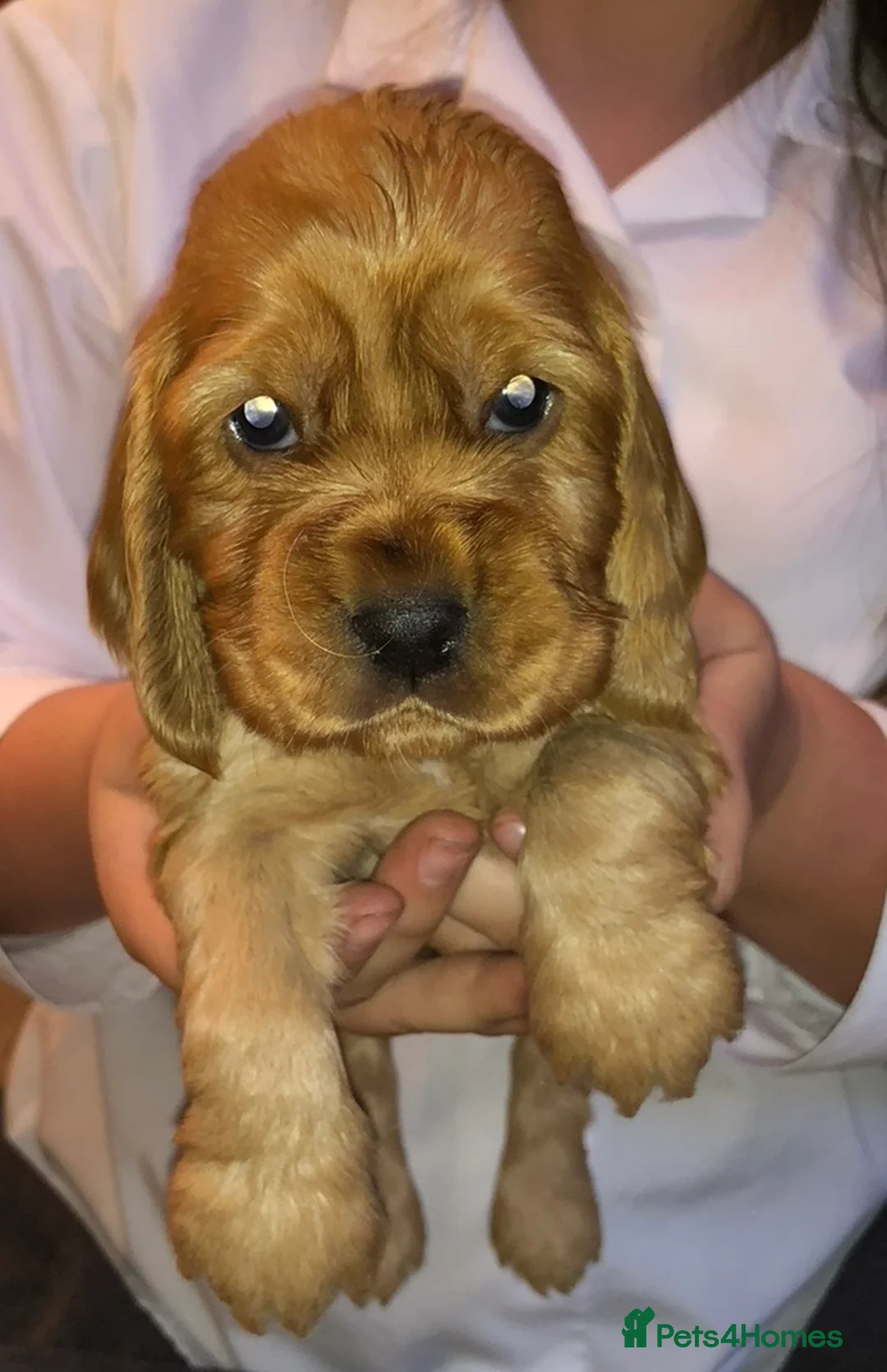 Cocker Spaniel dogs for stud: KC health tested show cocker spaniel in Swansea - Advert 8