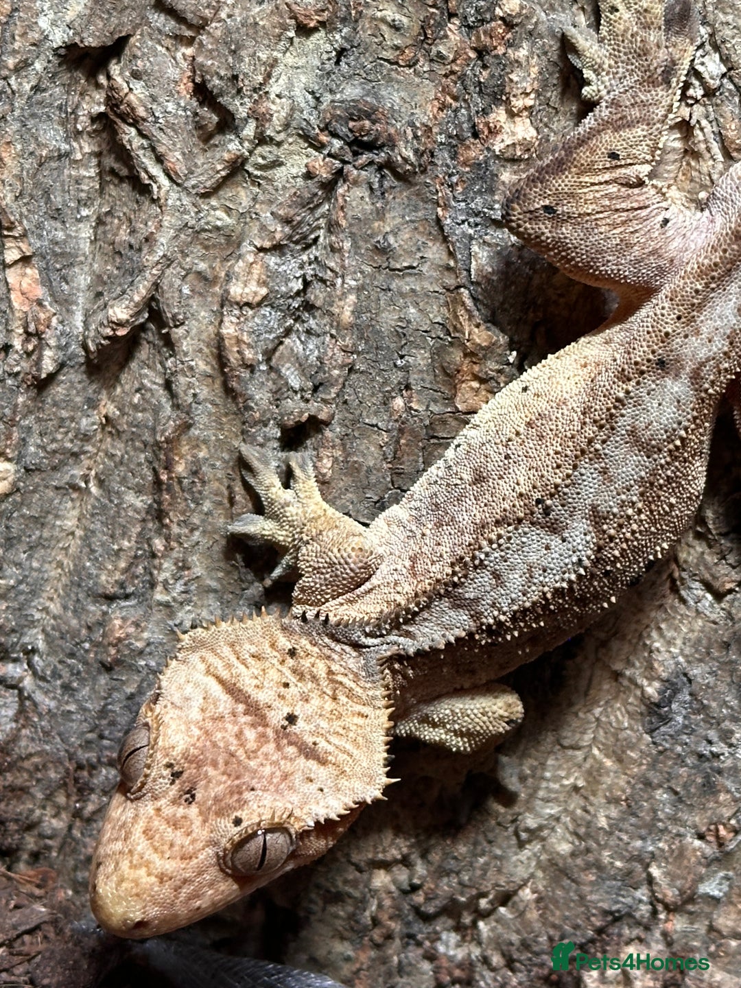 Gecko reptiles for sale: ✨ Male Dalmatian Crested Gecko & Full Setup £150 ✨ - Advert 4