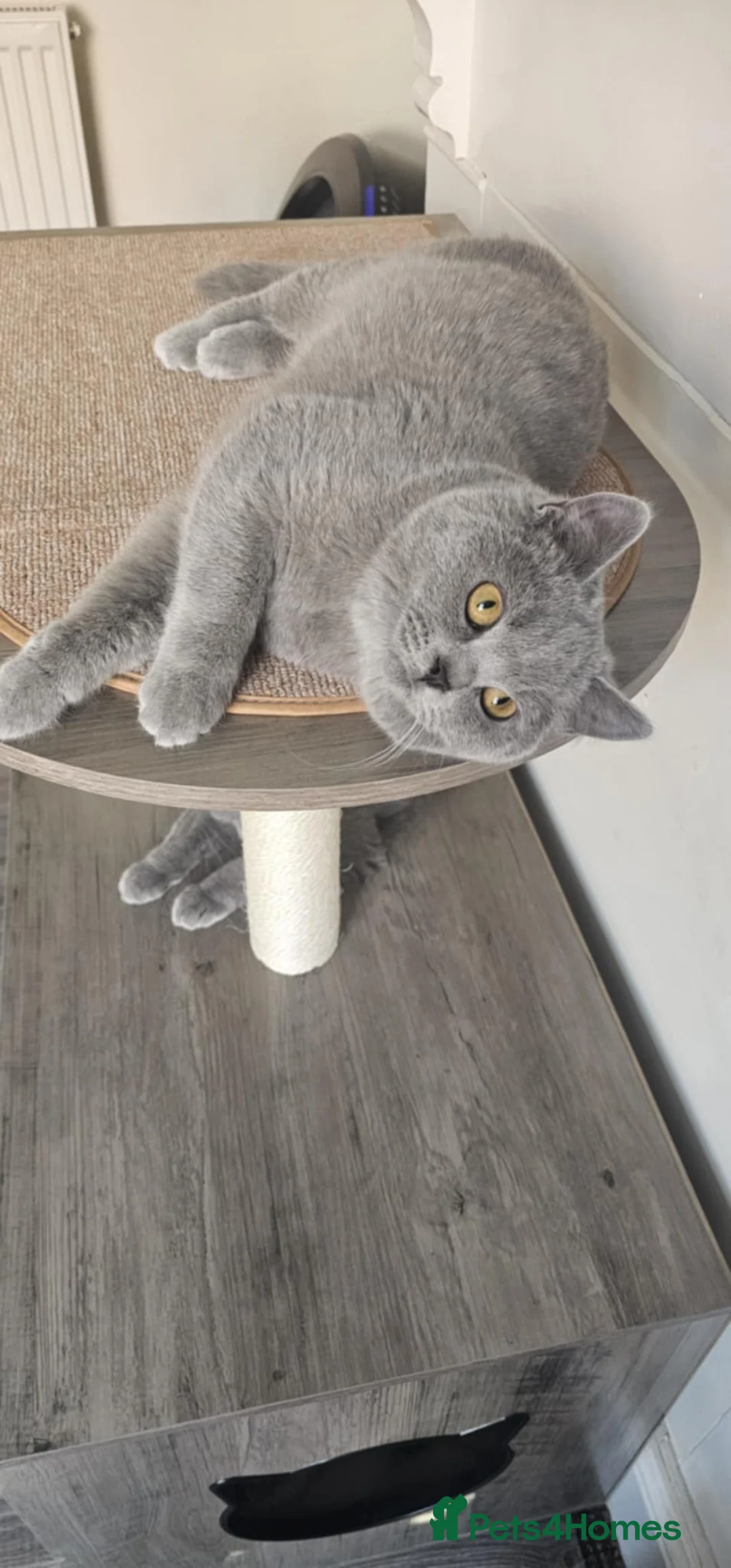 British Shorthair cats for sale: British Shorthair GCCF - Advert 6