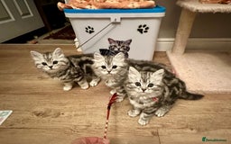 British Longhair cats for sale: Silver tabby British Longhair pedigree registered  - Image 3