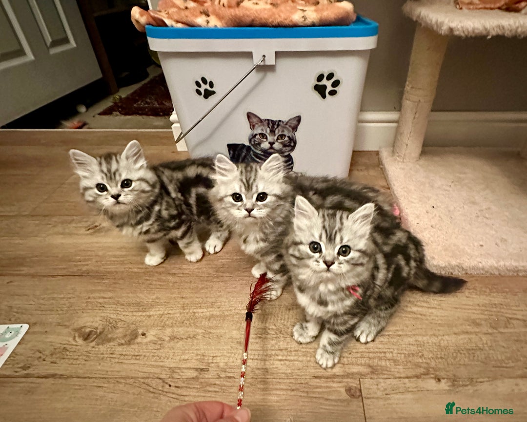 British Longhair cats for sale: Silver tabby British Longhair pedigree registered  - Image 3