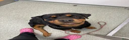 Rottweiler dogs for sale: Lovely Bubbly Rottie for sale  - Advert 8