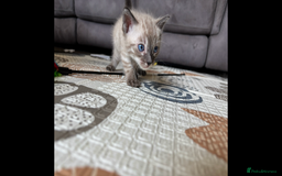 Bengal cats for sale: 4 Rare Tica Registered Bengal Kittens - Image 32