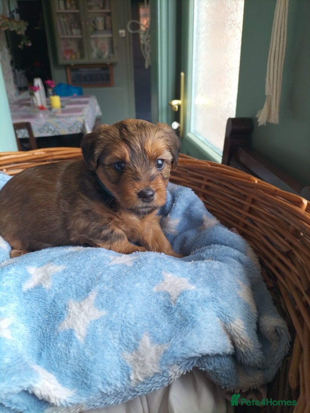 Yorkshire Terrier dogs for sale: Yorkshire terrier pups for sale - Image 9