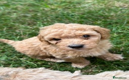 Poochon dogs for sale: F1 Poochon Puppies - 1 boy left - Image 21