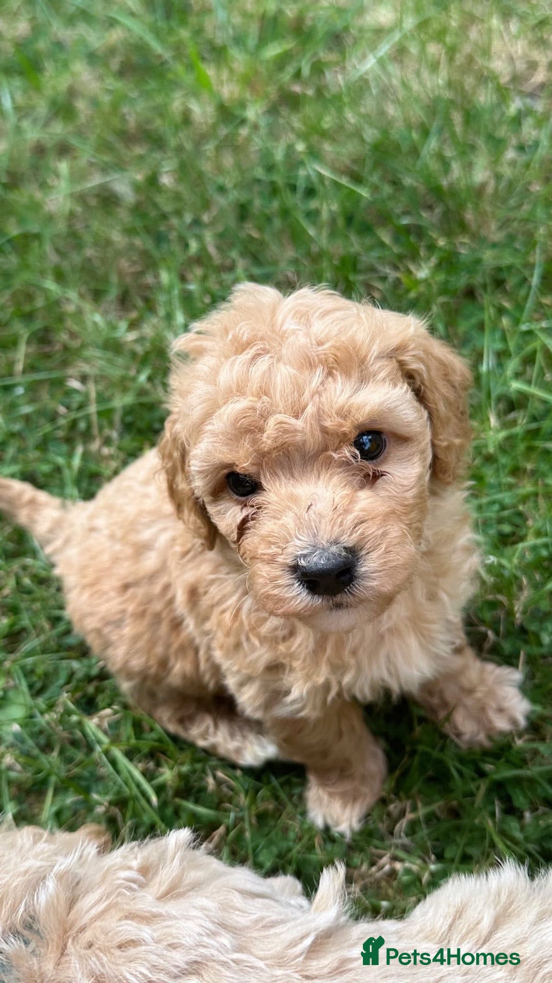 Poochon dogs for sale: F1 Poochon Puppies - 1 boy left - Image 21