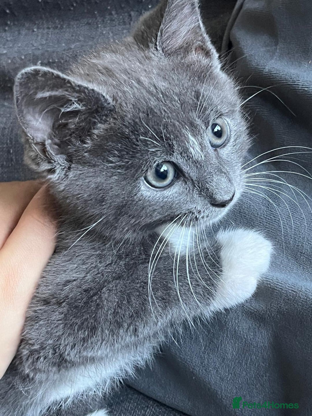 British Shorthair cats for sale: sweet grey boy ready for his forever home! - Image 6
