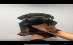 Rottweiler dogs for sale: Rottweiler puppies  - Image 2
