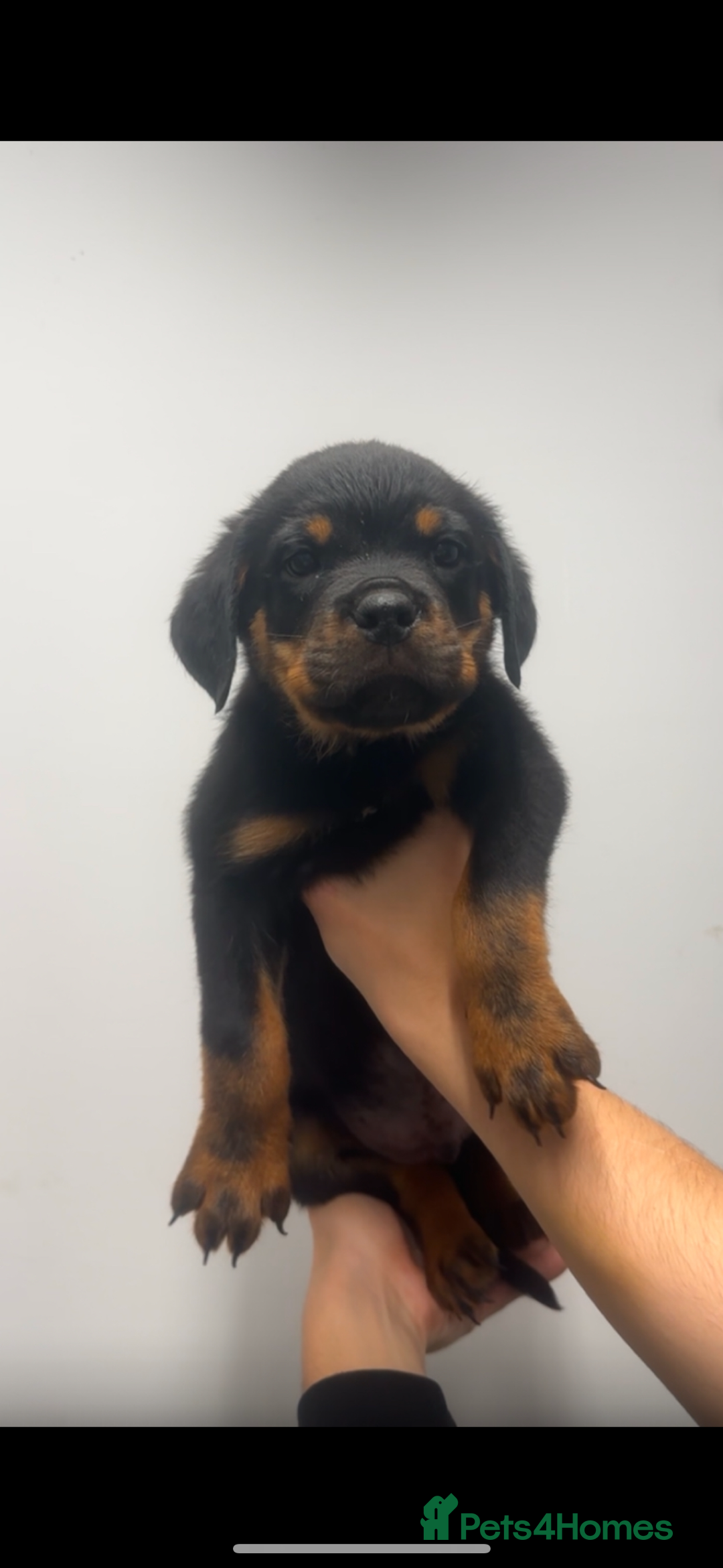 Rottweiler dogs for sale: Rottweiler puppies  - Image 2